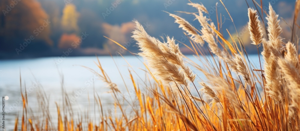 Poster serene lake view with tall grass and distant forest