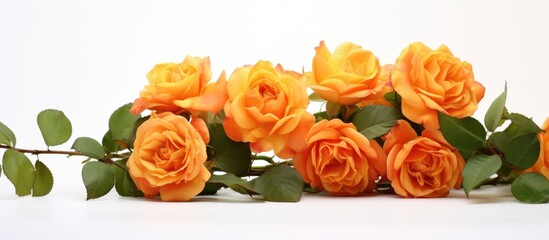 Close up of vibrant orange roses and green leaves