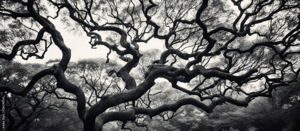 Poster a tree with numerous branches in a park