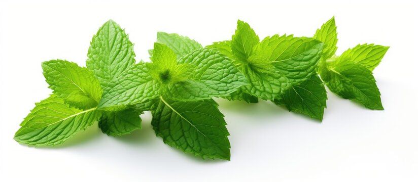 Fresh mint leaves close up