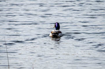Common duck or Anas platyrhynchos, swimming alone in the lake, enjoying spring and melted snow, in the background, you can see brown reeds, close up