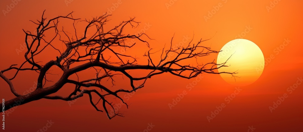 Poster Sunset through a tree branch