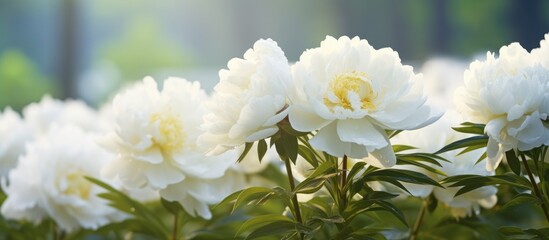 Many blooming white garden flowers