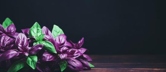 Bunch of vibrant purple basil leaves on wooden surface