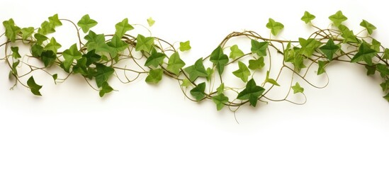 A lush green vine close-up on white background