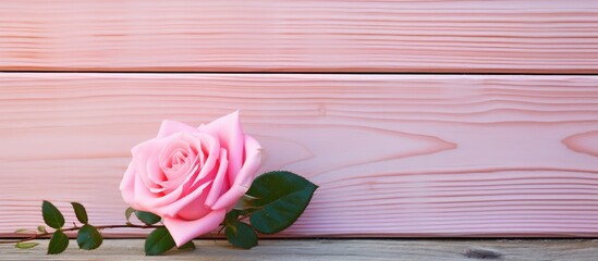 Single pink rose on wooden surface
