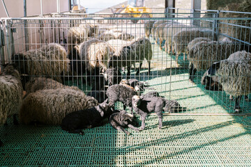Little black lambs stand and lie near white sheep in a pen on a farm