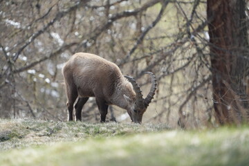 herd of steinbock capricorns grazing in Pontresina, Graubuenden, during summer. Ibex herd.