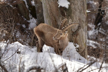 portrait of a steinbock, ibex, capricorn in the snow pontresina graubuenden grisons switzerland