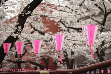 Spring cherry blossom sakura festival in japan