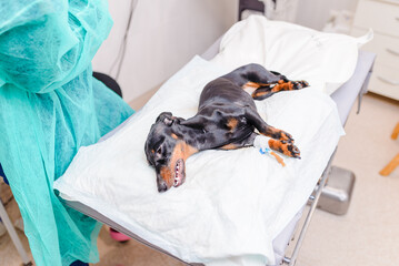 A dachshund is given a drip in a dog hospital. The dog is anesthetized and lies on the operating...