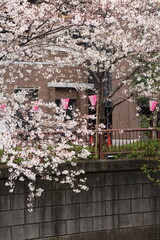 Fototapeta na wymiar Spring cherry blossom sakura festival in japan
