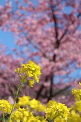 Spring cherry blossom sakura with blue sky in japan