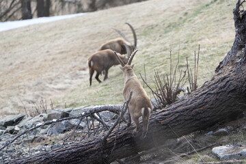 herd of steinbock capricorns grazing in Pontresina, Graubuenden, during summer. Ibex herd.