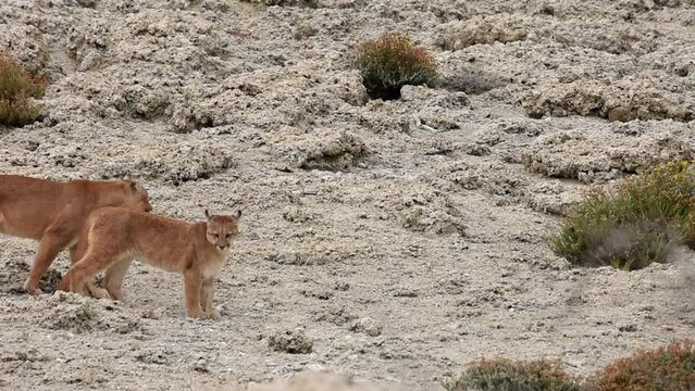 Wild female puma walking with her young cub on rocky beach in Patagonia between grey stones. High quality FullHD footage
