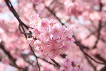 Spring cherry blossom sakura with blue sky in japan