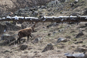 herd of steinbock capricorns grazing in Pontresina, Graubuenden, during summer. Ibex herd.