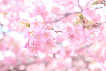 Spring cherry blossom sakura with blue sky in japan