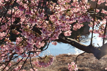 Spring cherry blossom sakura with blue sky in japan