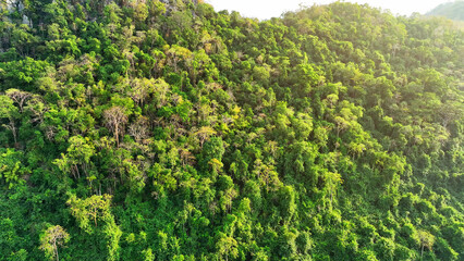 Fototapeta na wymiar Majestic tropical forest on towering mountains, bathed in sunlight, where colossal trees reach for the heavens. Lush green canopy and oxygen factories concept. Aerial view drone. 