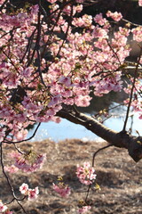 Spring cherry blossom sakura with blue sky in japan