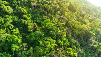 Majestic tropical forest on towering mountains, bathed in sunlight, where colossal trees reach for...