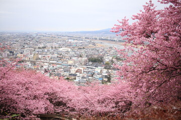 Spring cherry blossom sakura with japanese tradition