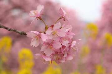 Spring cherry blossom sakura with blue sky in japan
