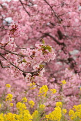 Spring cherry blossom sakura with blue sky in japan
