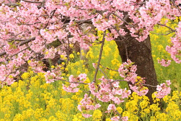 Spring cherry blossom sakura with blue sky in japan