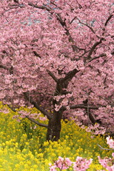 Spring cherry blossom sakura with blue sky in japan