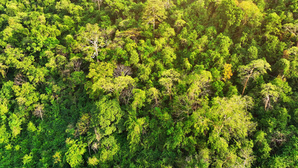 Tropical mountain marvels: Towering trees thrive on high peaks, their lush greenery bathed in the...