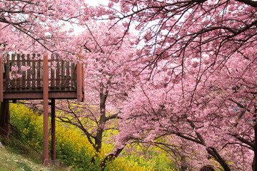 Spring cherry blossom sakura with blue sky in japan