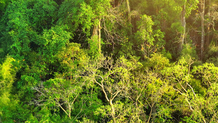 Sunlight dapples towering trees in a lush tropical forest, on lofty mountain slopes, creating a breathtaking scene. Aerial view drone. Ecosystem balance and vital habitats concept. 
