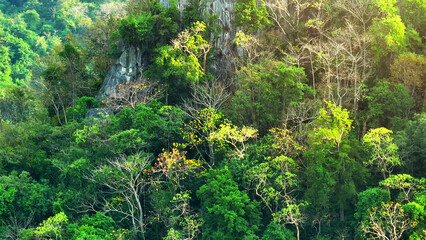 Majestic sunlit highland jungle: Sunlight filters through towering trees, illuminating a thriving,...
