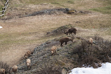 heard of Ibexes (Steinbock), Ibex, Carpricorn in Pontresina Graubuenden, part of a herd, snow, switzerland