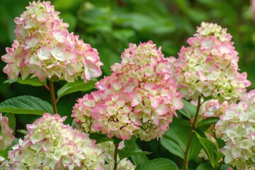 Fototapeta premium Beautiful pink and white flowers with vibrant green leaves, perfect for botanical or nature-themed designs