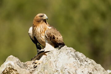 Booted Eagle male in pale phase in a Mediterranean forest at first light of day