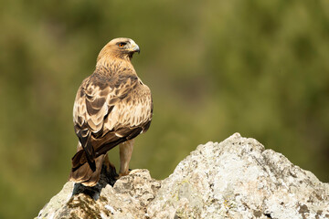 Booted Eagle male in pale phase in a Mediterranean forest at first light of day