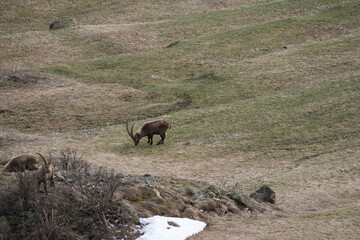 heard of Ibexes (Steinbock), Ibex, Carpricorn in Pontresina Graubuenden, part of a herd, snow, switzerland