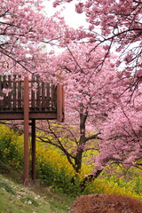 Spring cherry blossom sakura with blue sky in japan