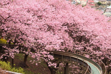 Spring cherry blossom sakura with blue sky in japan