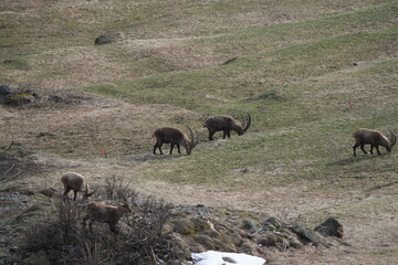 herd of steinbock capricorns grazing in Pontresina, Graubuenden, during summer. Ibex herd.