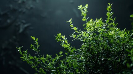 Obraz na płótnie Canvas Lush green foliage in darkness, evoking mystery in nature