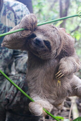 Closeup shot of a cute sloth