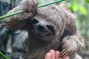Closeup shot of a cute sloth © Hanlu