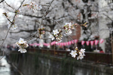Spring cherry blossom sakura festival in japan