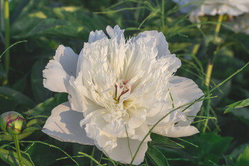 close-up photo of flowers white and pink peonies	
