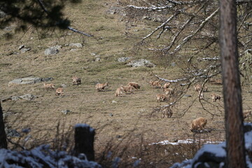 herd of steinbock capricorns grazing in Pontresina, Graubuenden, during summer. Ibex herd.