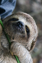 Closeup shot of a cute sloth © Hanlu